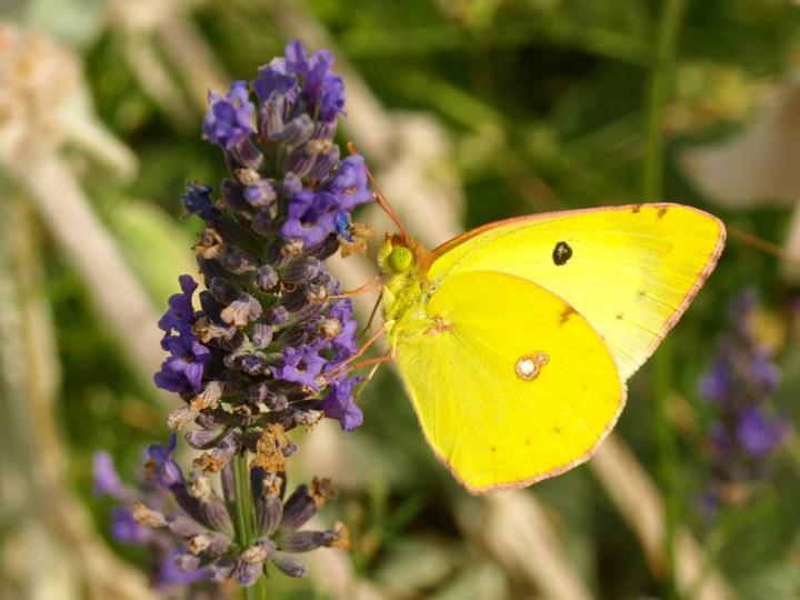 Dance des 5 rythmes nature humaine nature sauvage 21